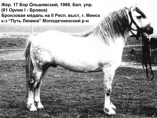 Жеребец 17 Бор Ольшевский (81 Орлик I - Бровка)