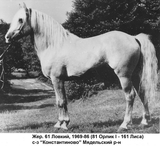 Жеребец Ловкий (81 Орлик I - 161 Лиса)