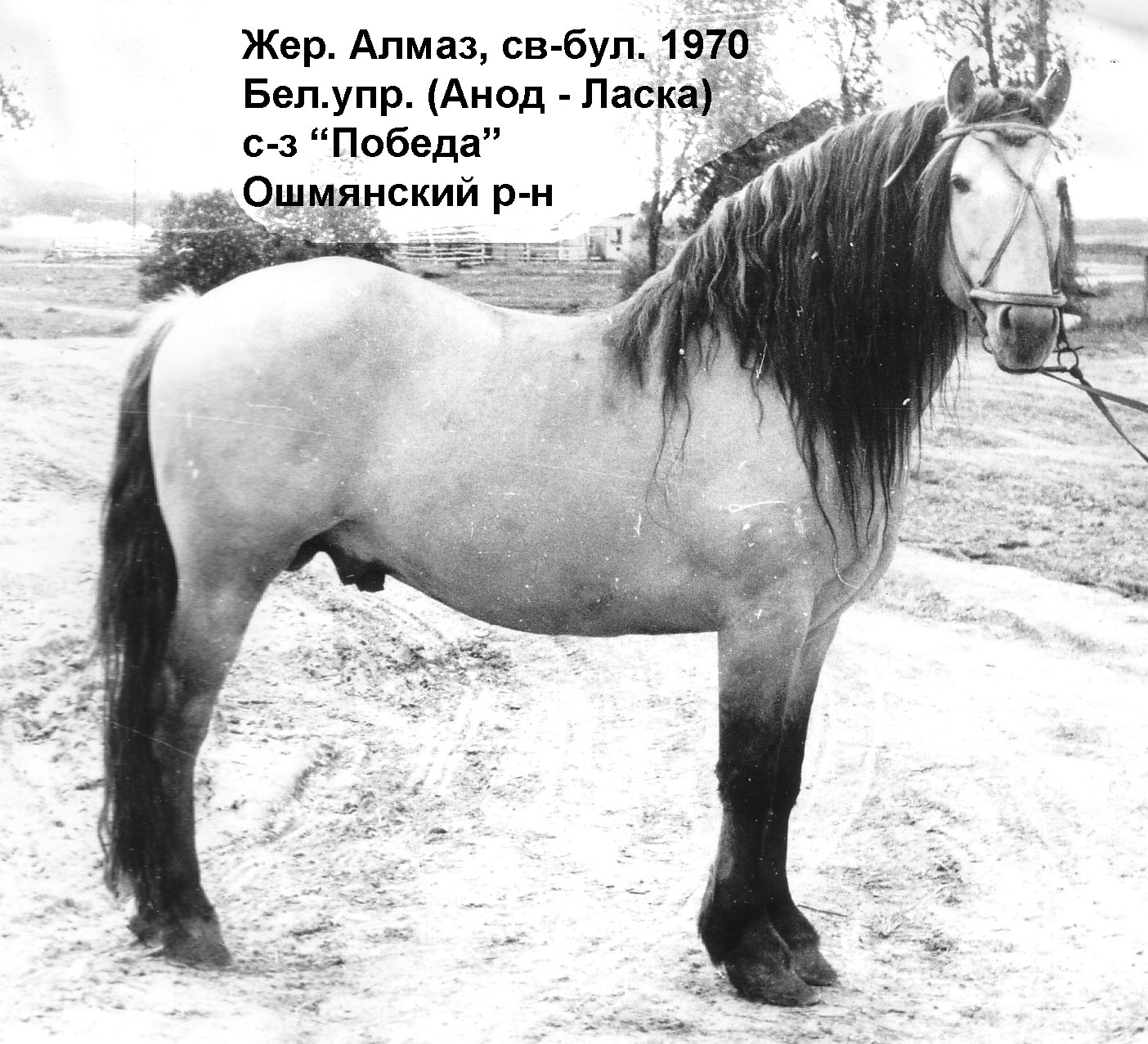 Жеребец Анод 1 (Анод-Буланка) 