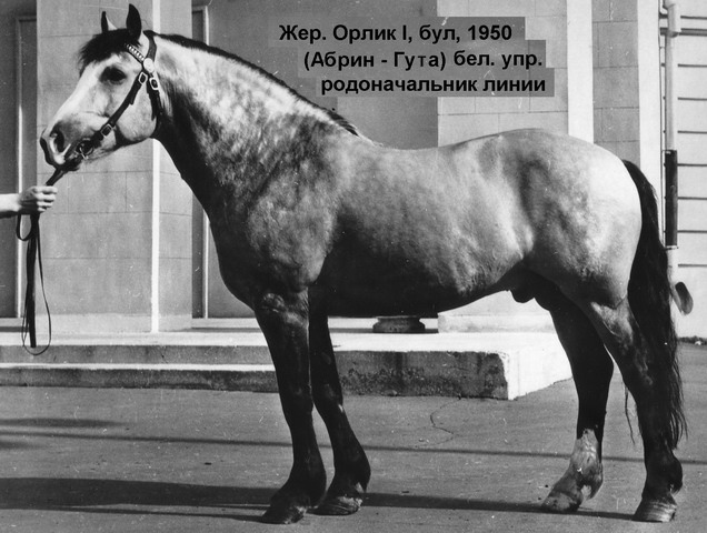 Жеребец Орлик I (Абрин-Гута)