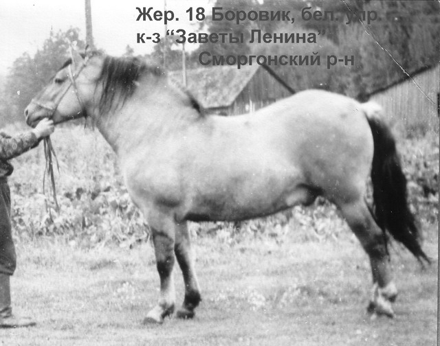 Жеребец 18 Боровик