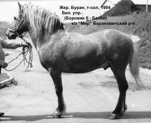 Жеребец Буран (Боровик II - Басня), 1984 г.р.