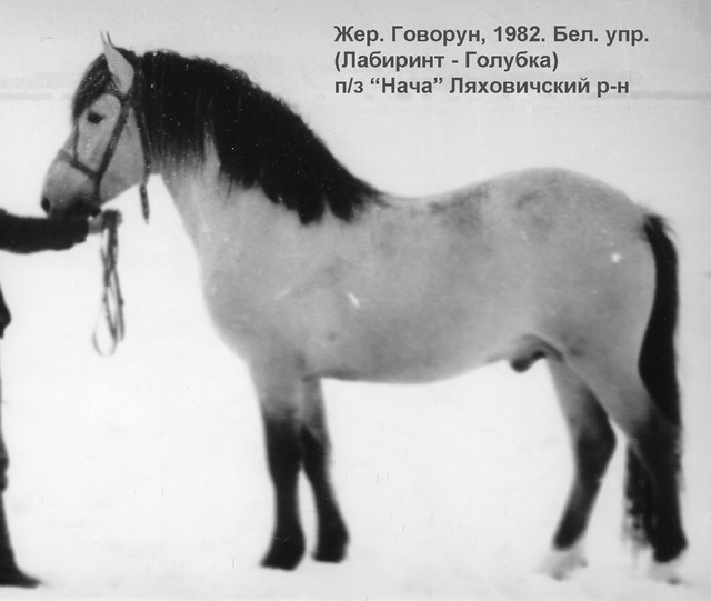 Жеребец Говорун (Лабиринт - Голубка), 1982 г.р.