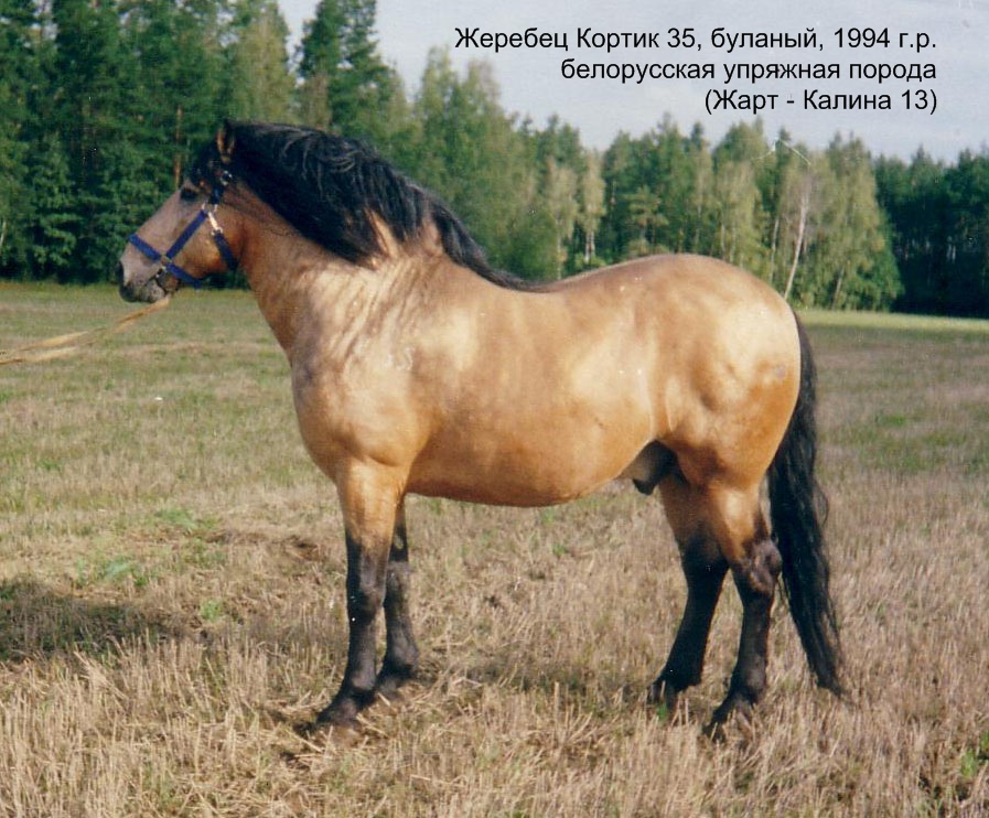 Жеребец Кортик 35 (Жарт - Калина 13), 1994 г.р.