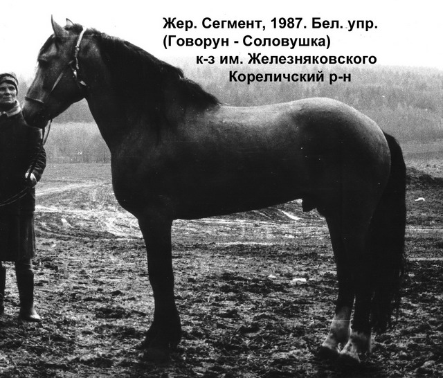 Жеребец Сегмент (Говорун - Соловушка), 1987 г.р.