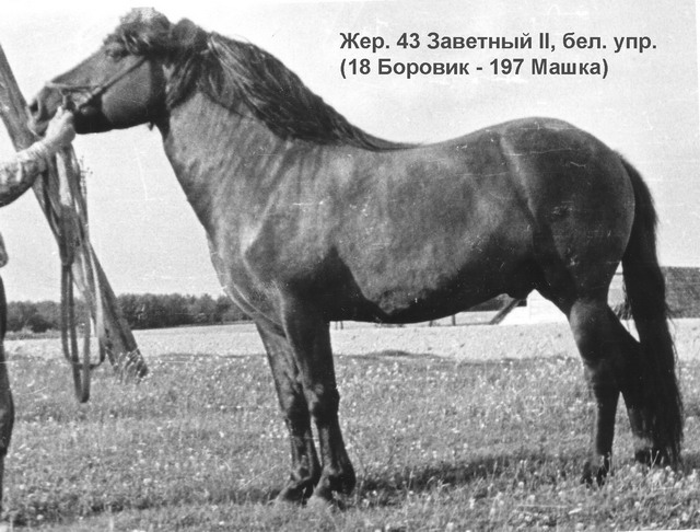 Жеребец 43 Заветный II (18 Боровик - 197 Машка)
