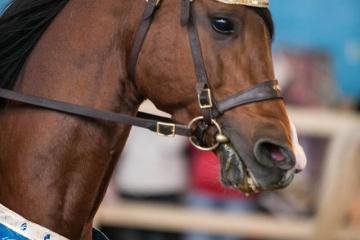 horse