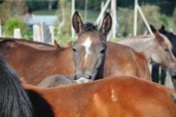 horses