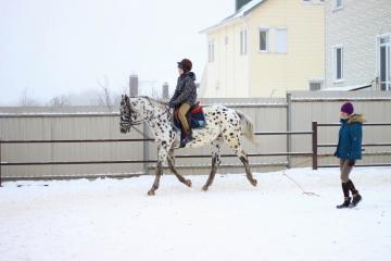 обучение верховой ездеконный спорт